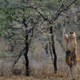 A patas monkey stands as it feeds from a whistling thorn acacia